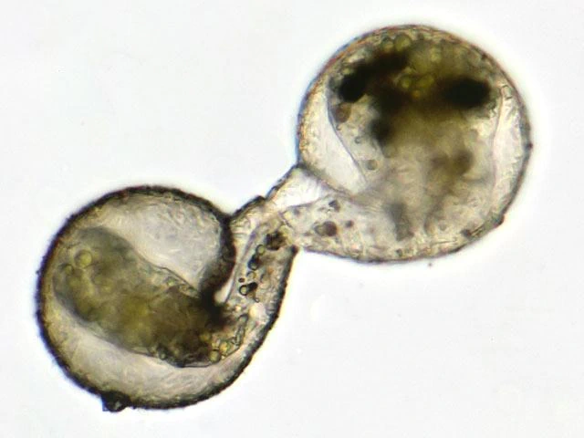 Division of Lesquereusia spiralis