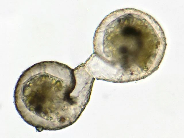 Division of Lesquereusia spiralis