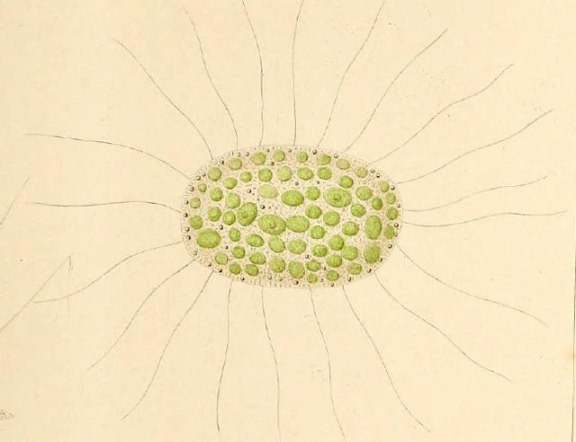 Multicilia lacustris