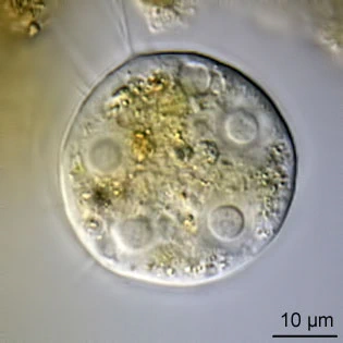 Nuclearia delicatula