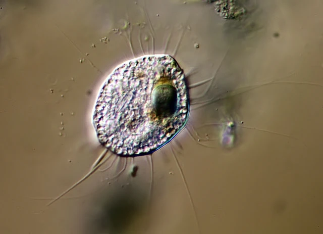Nuclearia delicatula