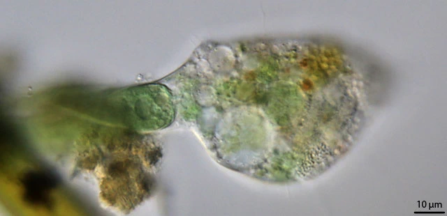 Nuclearia delicatula