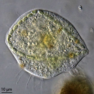 Nuclearia delicatula