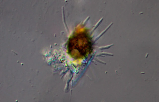 Phryganella paradoxa