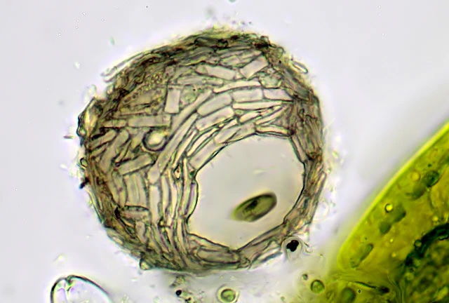 Phryganella acropodia