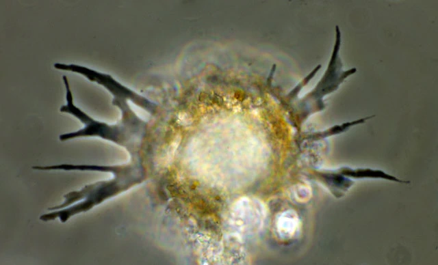 Phryganella acropodia