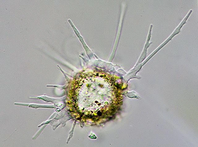 Phryganella acropodia