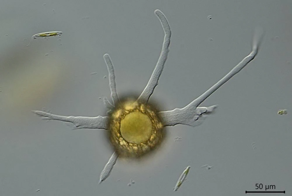 Phryganella acropodia