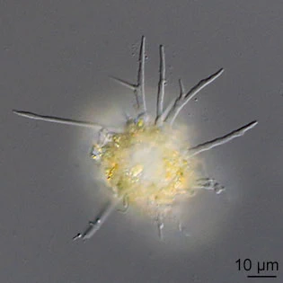 Phryganella paradoxa