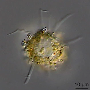 Phryganella paradoxa