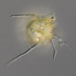 Phryganella paradoxa