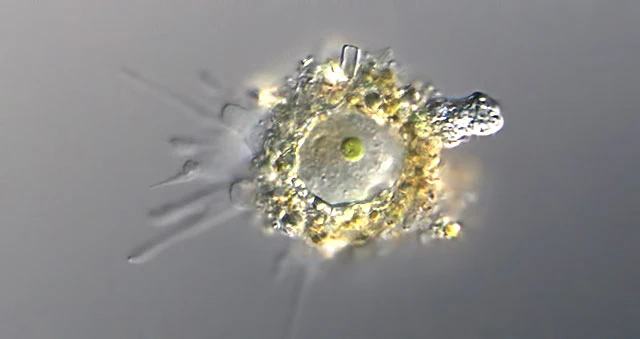 Phryganella paradoxa