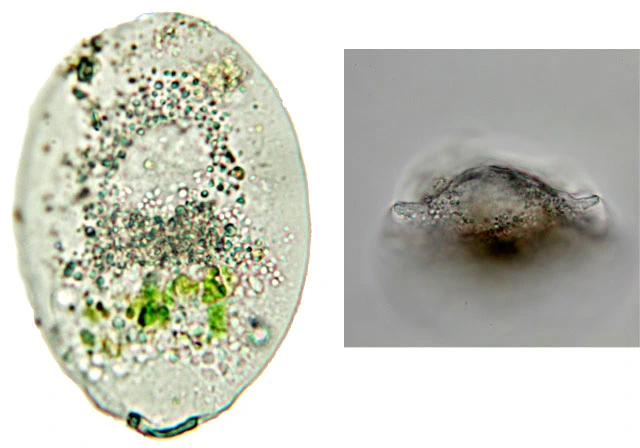 Rhizaspis scutiformis