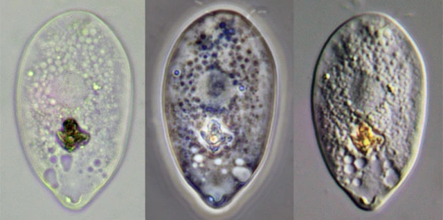 Plagiophrys scutiformis