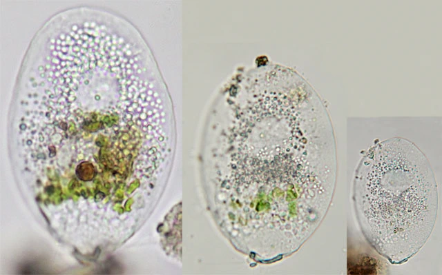 Plagiophrys scutiformis