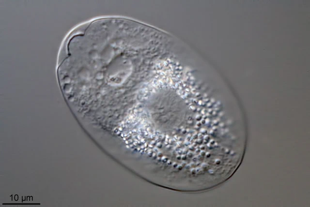 Rhizaspis scutiformis