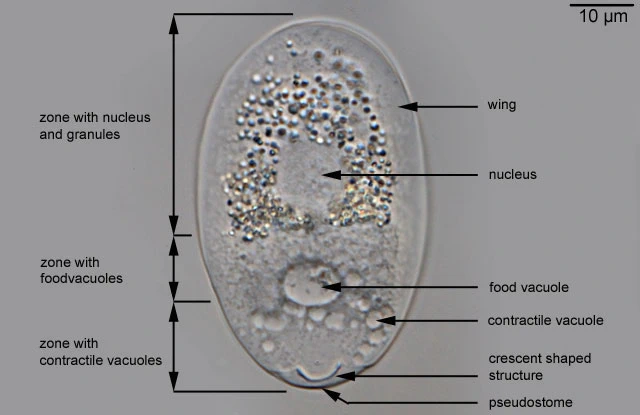 Rhizaspis scutiformis