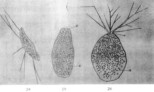 Plagiophrys scutiformis original