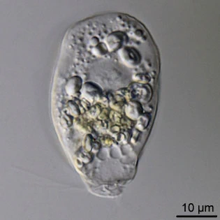 Rhogostoma schuessleri