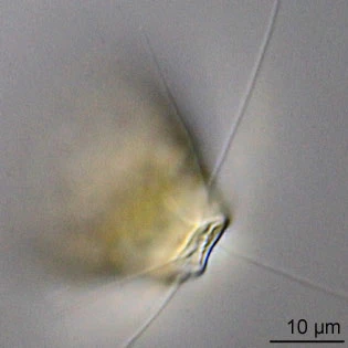 Rhogostoma schuessleri