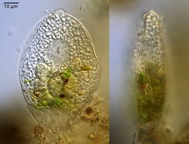 Plagiophrys scutiformis