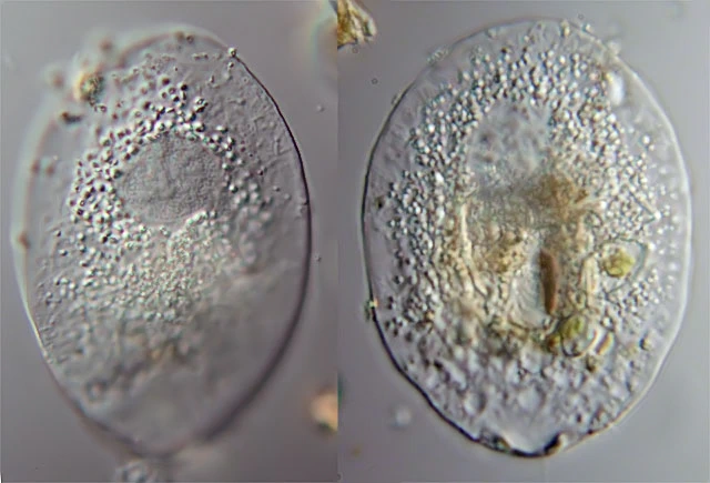 Rhizaspis scutiformis