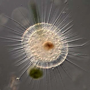 Axopodia
