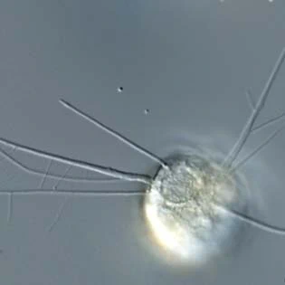 Filopodia