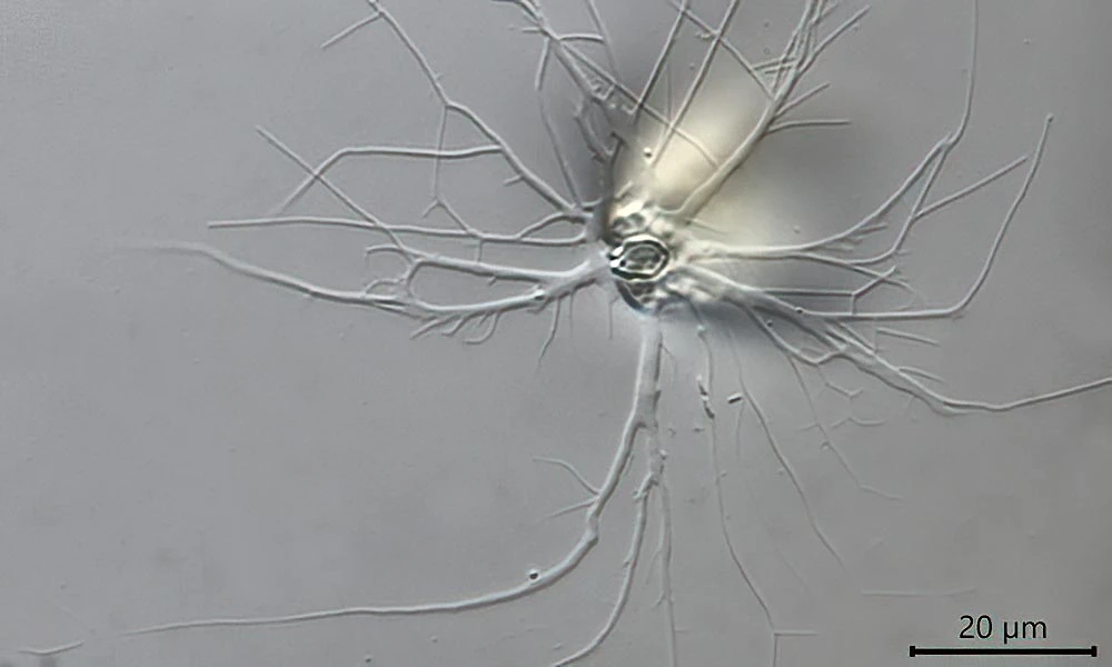 Rhizaspis