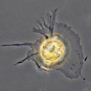 Lamellipodium