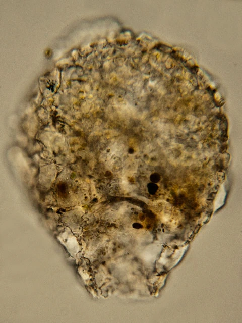 Zivkovicia compressa