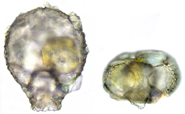 Zivkovicia compressa