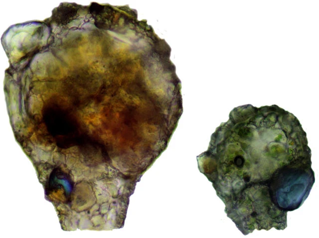 Zivkovicia compressa