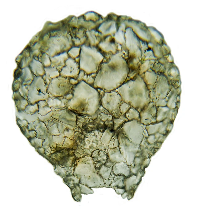 Zivkovicia compressa