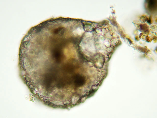 Zivkovicia compressa