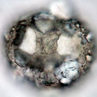 Zivkovicia compressa