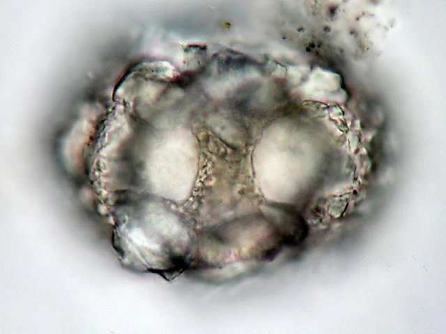 Zivkovicia compressa