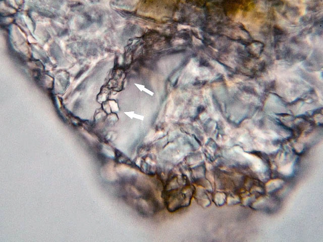 Zivkovicia compressa