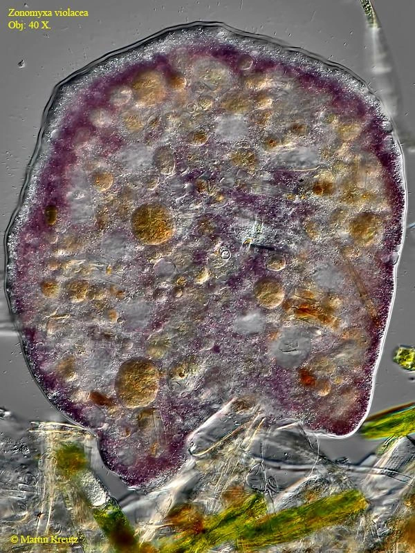 Zonomyxa violacea