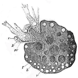 Zonomyxa violacea