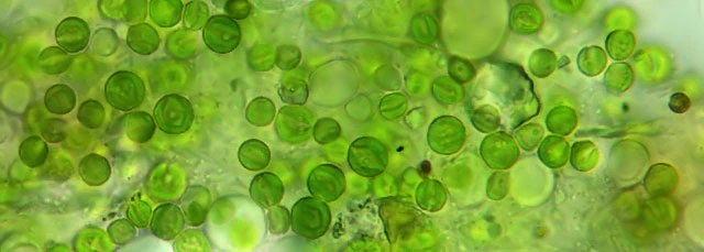 Zoochlorellae