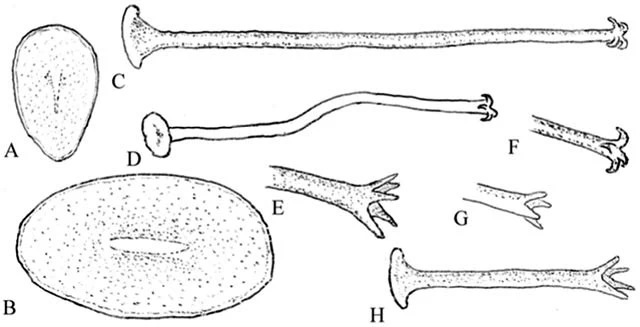 Acanthocystis amura