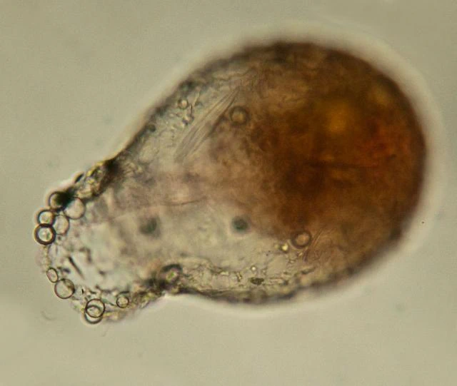 Difflugia capreolata