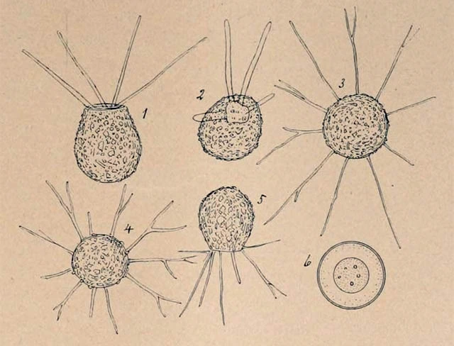 Phryganella paradoxa